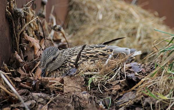 Кряква-птица-описание-особенности-виды-образ жизни-и-среда обитания-кряквы-10