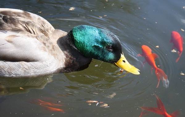 Кряква-птица-описание-особенности-виды-образ жизни-и-среда обитания-кряквы-12