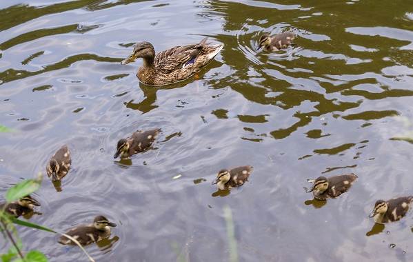 Кряква-птица-описание-особенности-вид-образ жизни-и-среда обитания-кряквы-2