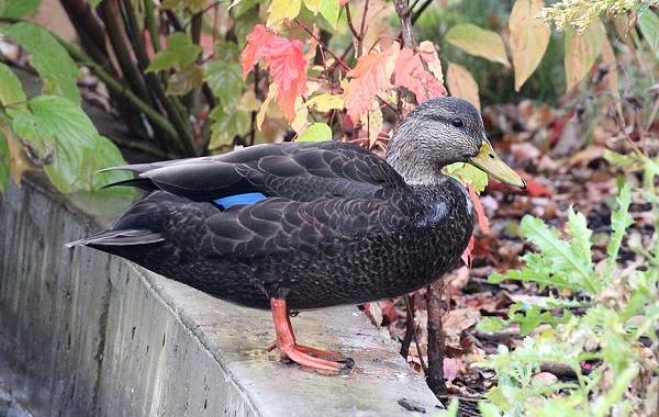 Кряква-птица-описание-особенности-вид-образ жизни-и-среда обитания-кряквы-5