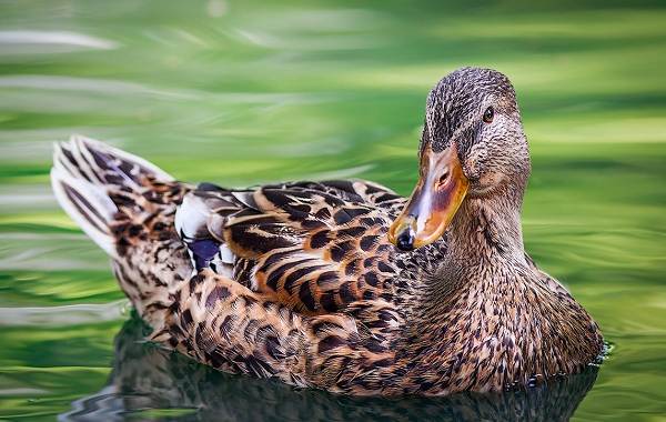 Кряква-птица-описание-особенности-виды-образ жизни-и-среда обитания-кряквы-6