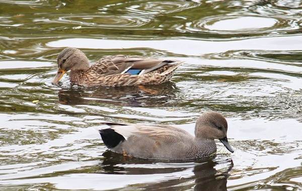 Кряква-птица-описание-особенности-виды-образ жизни-и-среда обитания-кряквы-7
