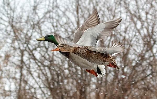 Кряква-птица-описание-особенности-виды-образ жизни-и-среда обитания-кряквы-9