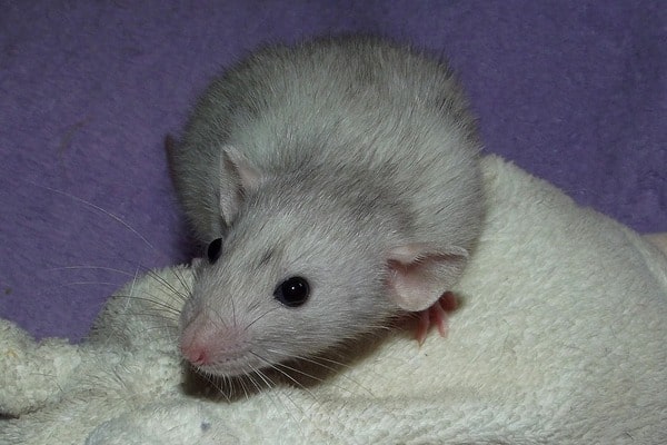 тупые крысы