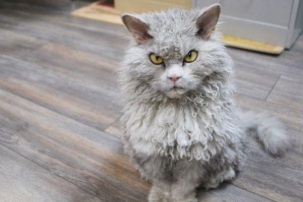 Лаперм на фото