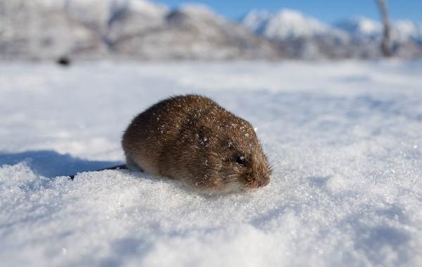 Lemen-животные-описание-особенности-виды-образ жизни-и-среда обитания-of-lemen-15