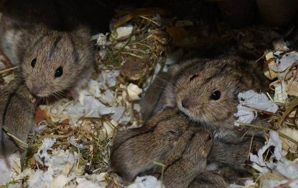 Lemen-животное-описание-особенности-виды-образ жизни-и-среда обитания-to-lemen-17