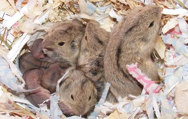 Lemen-животные-описание-особенности-виды-образ жизни-и-среда обитания-to-lemen-18