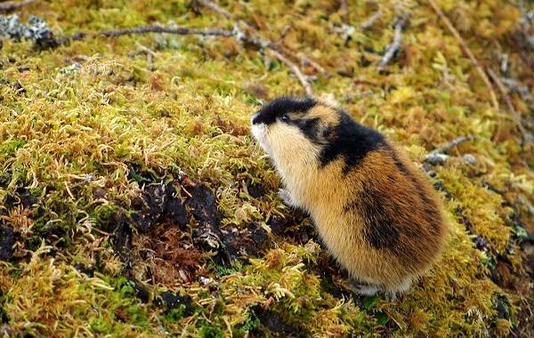 Lemen-животные-описание-особенности-виды-образ жизни-и-среда обитания-to-lemen-19
