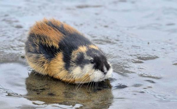 Lemen-животные-описание-особенности-виды-образ жизни-и-среда обитания-to-lemen-20