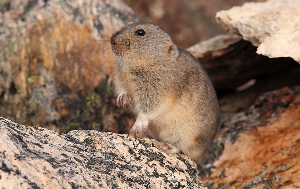 Lemen-животные-описание-особенности-виды-образ жизни-и-среда обитания-to-lemen-21