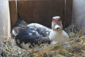 индо на яйцах