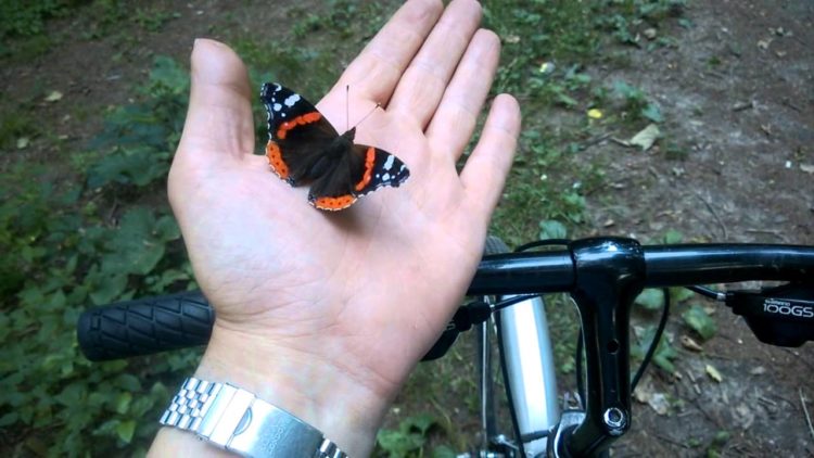 Бабочка адмирал: описание насекомого, особенности, виды, среда обитания