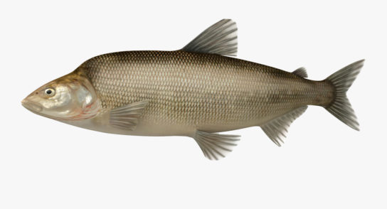 Животные Тайги