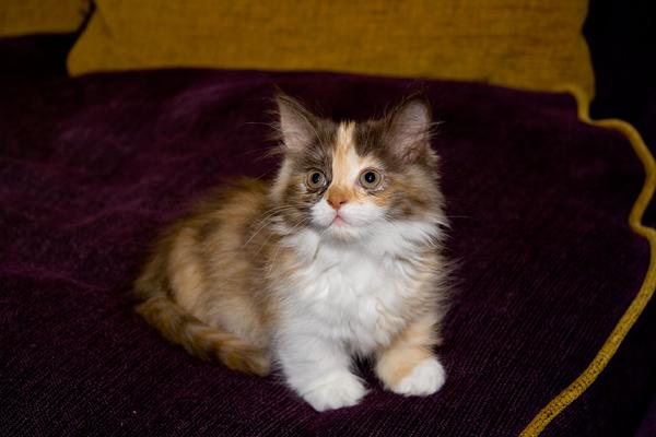 Три цвета для кота