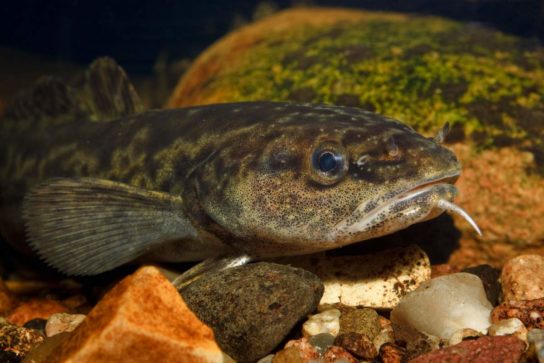 Где обитает треска в России: описание, виды, образ жизни, ловля