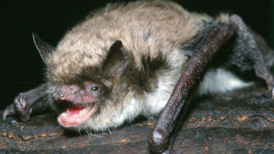 Красная книга Краснодарского края