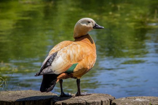 Растительный мир Африки: список редких представителей флоры и фауны, эндемики африканского континента