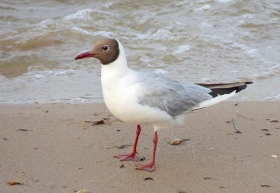 Какая птица ныряет глубже