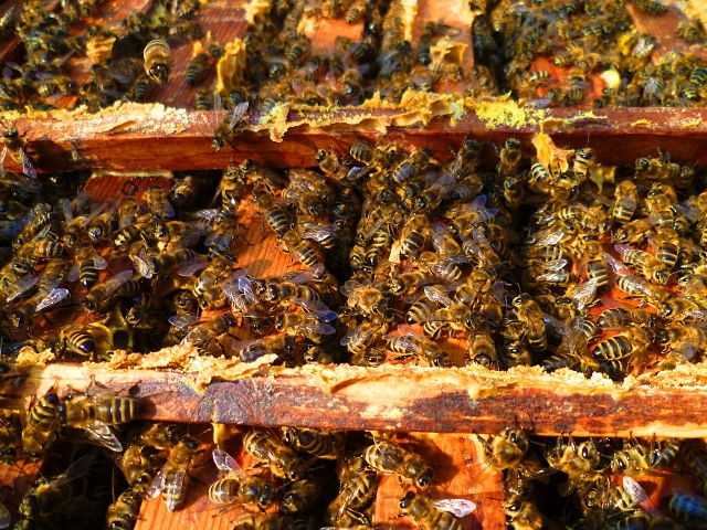 Пчелиные ульи Пчелиные ульи