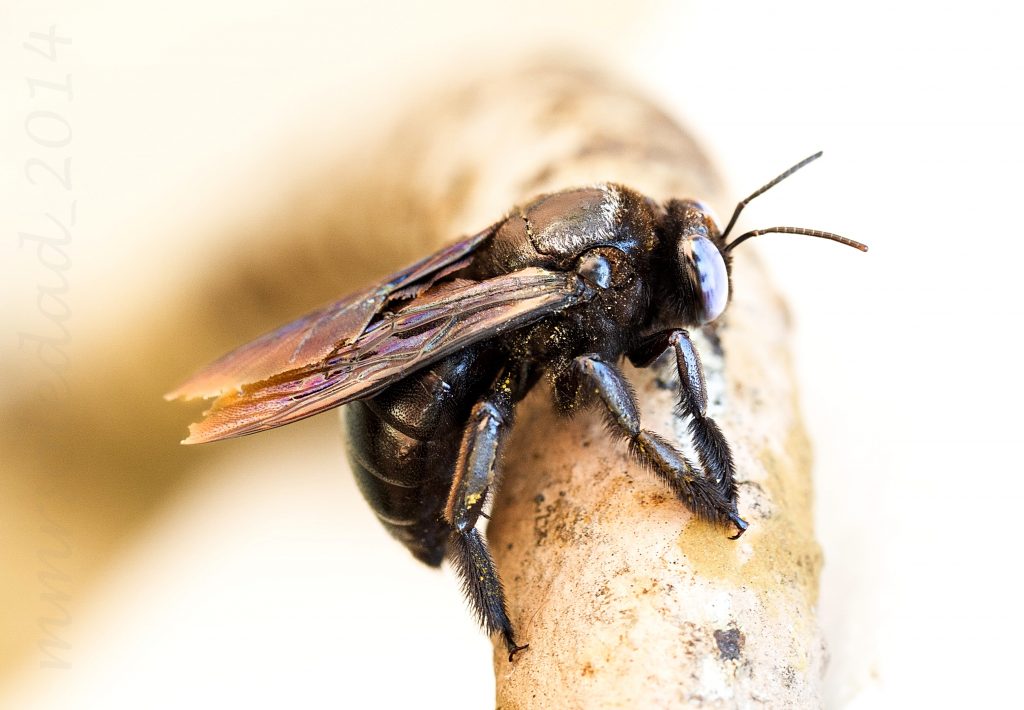 Пчела-плотник: описание, где обитает, чем питается, подвиды, цвета, интересные факты