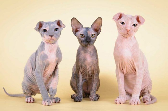 Три котенка Левкоя Котята украинского левкоя