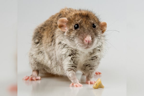 крыса дамбо картинка