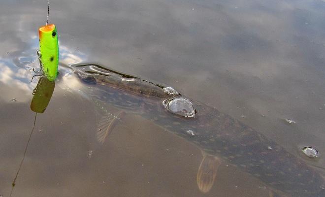 Приманки на щуку весной на спиннинг: тонкости выбора