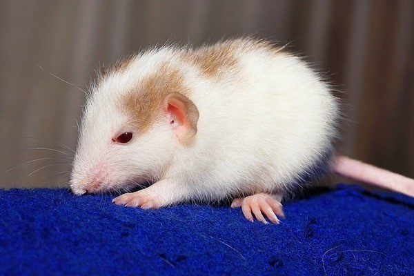 тупые крысы