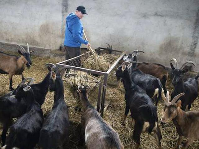 Групповое стадо коз