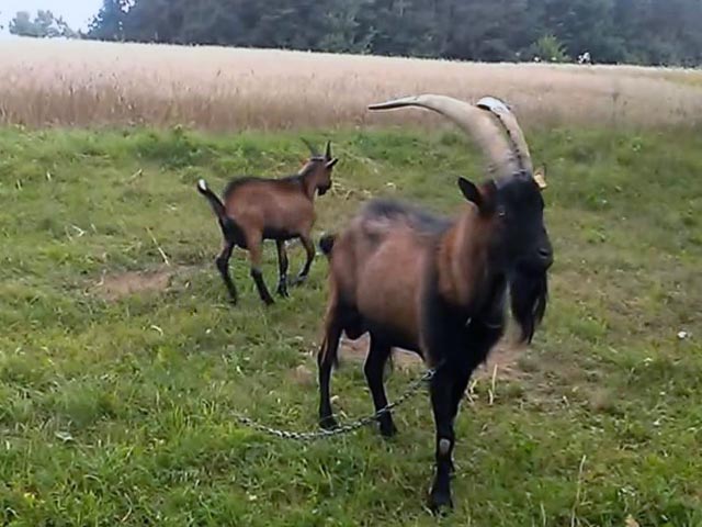 Козы на приусадебных участках