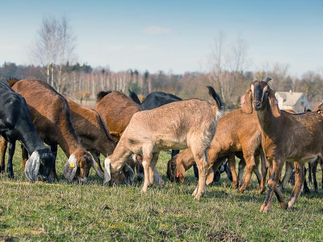 Выпас коз