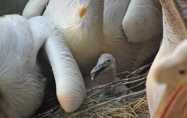 Розовый-пеликан-птица-Описание-особенности-образ-жизни-и-среда-обитания-10