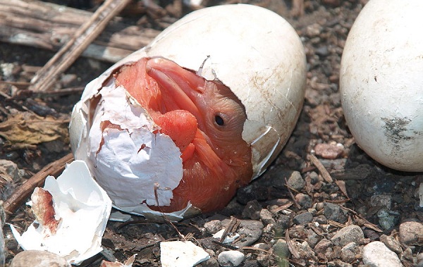 Розовый-пеликан-птица-Описание-особенности-образ-жизни-и-среда-обитания-12