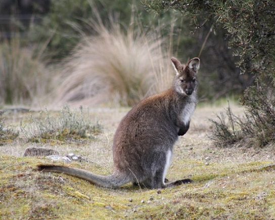 Рыже-серый Валлаби Валлаби