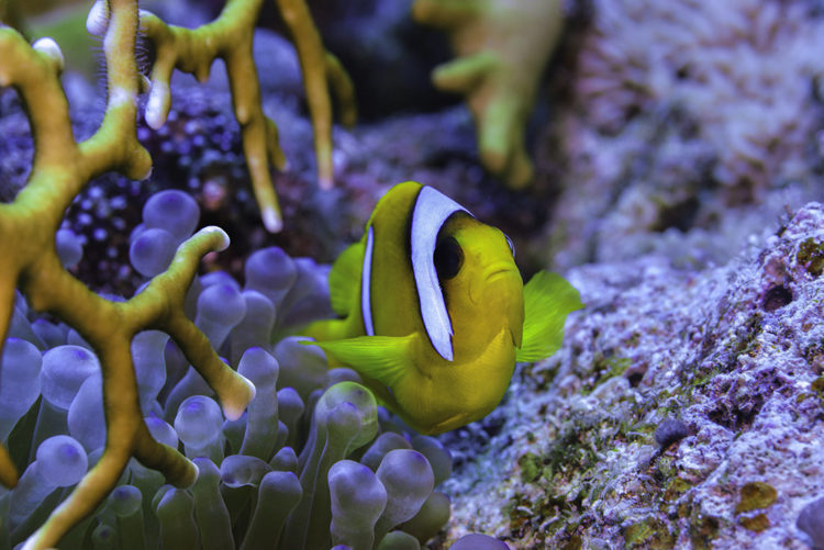 Интересные факты о рыбе-клоуне