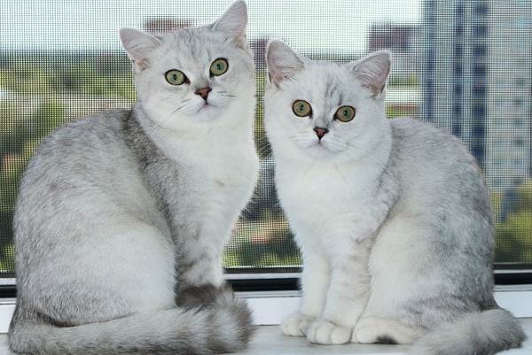 Кошка серебристая-шиншилла-описание-особенности-ухода-и-содержания-породы-10