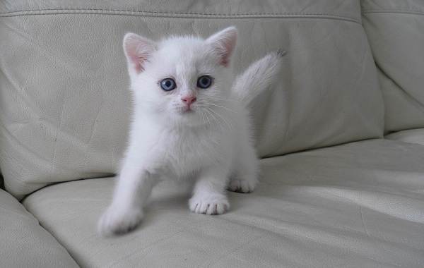 Серебряная-шиншилла-кошка-описание-особенности-уход-и-содержание-порода-12