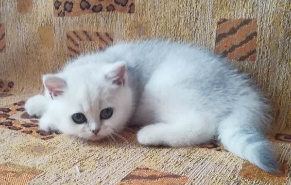 Серебряная-шиншилла-кошка-описание-особенности-уход-и-содержание-порода-13