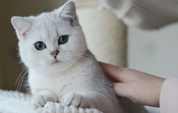 Кошка серебристая-шиншилла-описание-особенности-ухода-и-содержания-породы-15