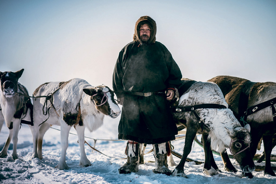 северный олень