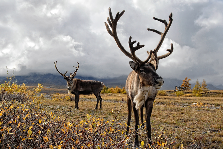 северный олень