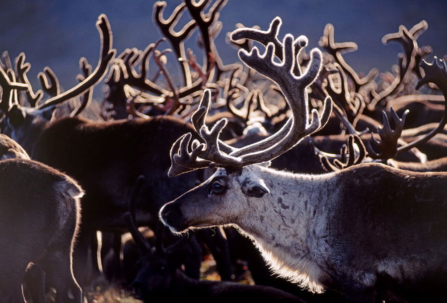 северный олень