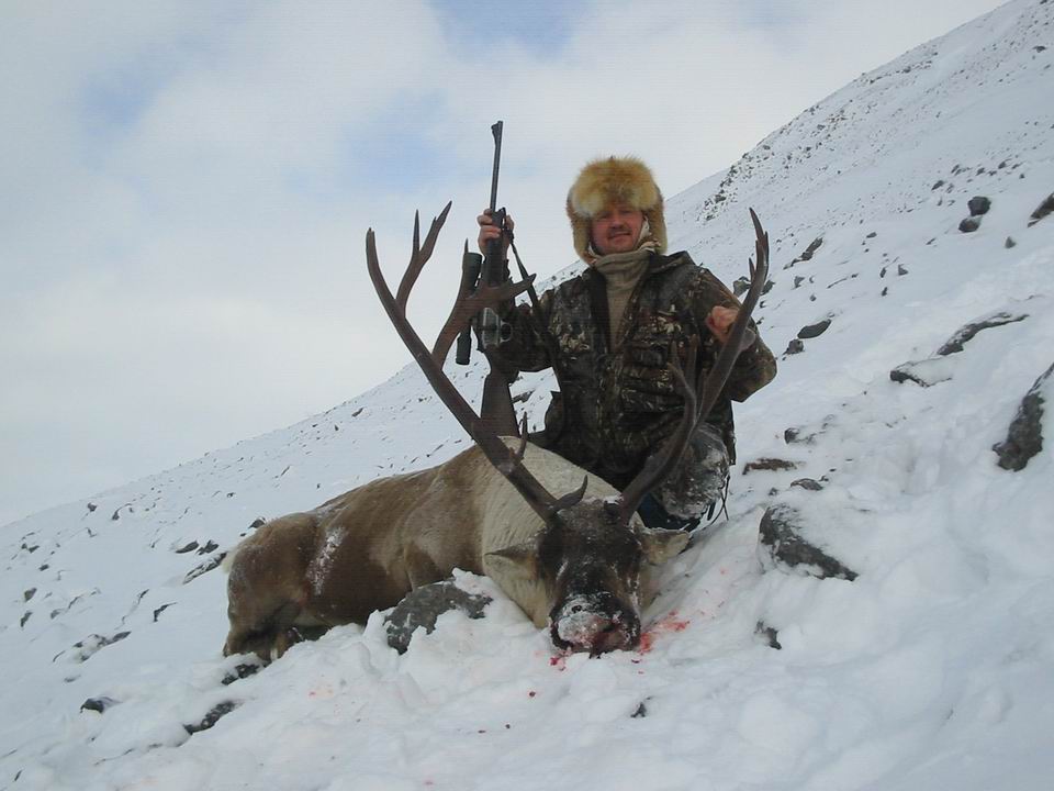 северный олень