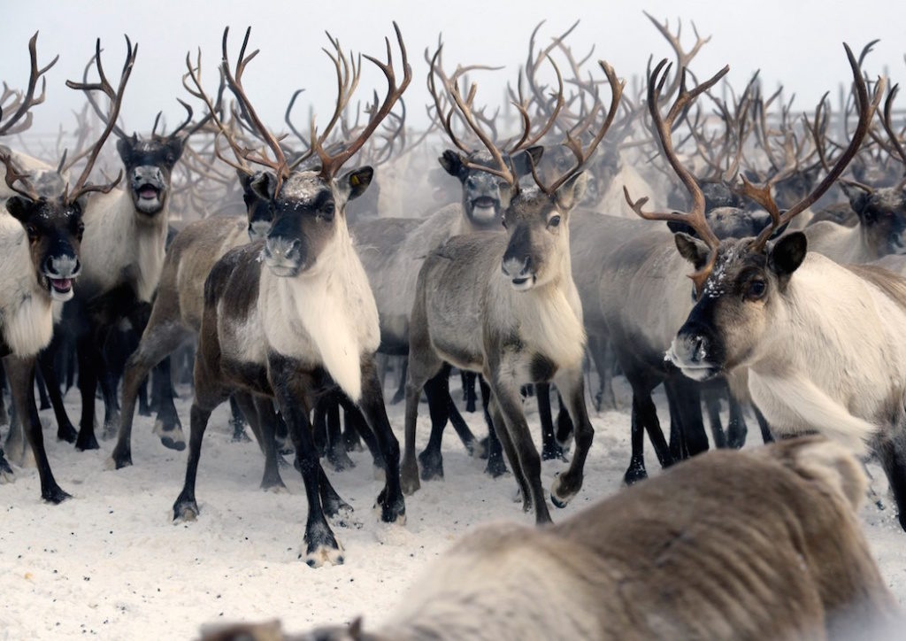 северный олень