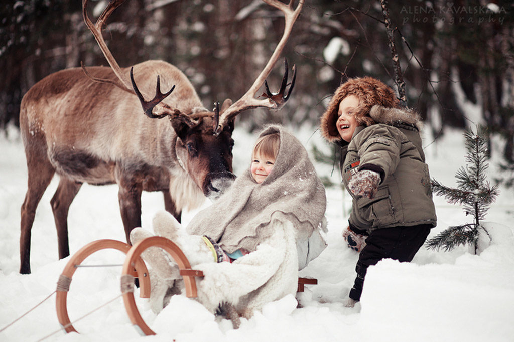 северный олень