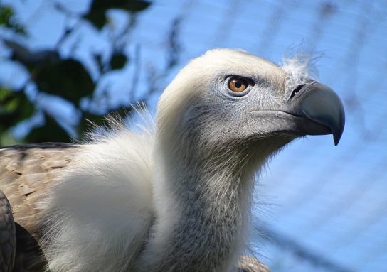 Крымские эндемичные растения и животные