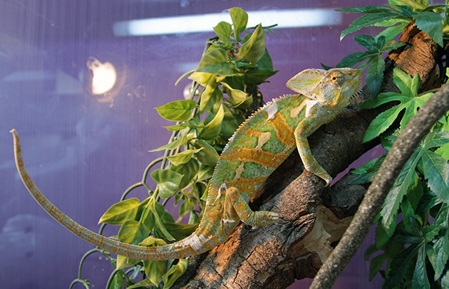 Самое распространенное заболевание хамелеонов – заражение паразитами Самое распространенное заболевание хамелеонов – заражение паразитами