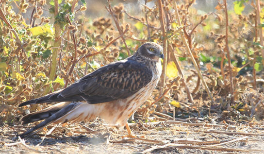 Крымские эндемичные растения и животные
