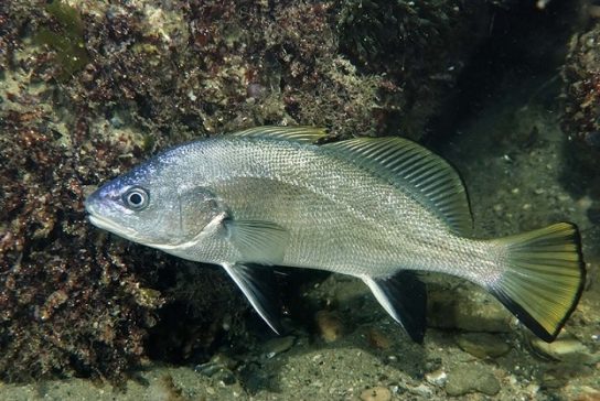 Красная книга Краснодарского края